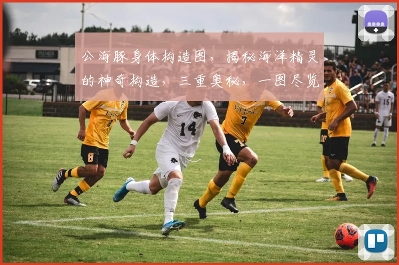 公海豚身体构造图，揭秘海洋精灵的神奇构造，三重奥秘，一图尽览